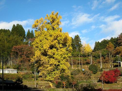 最低気温３度。黄葉を散らす雨も降らず、極端な冷え込みも無さそうで、今週いっぱい楽しめそうです。（2008年12月1日08:54撮影）