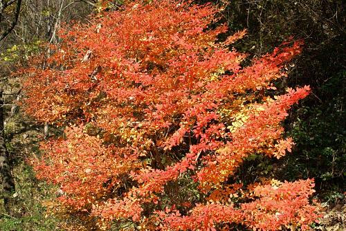 満天星(どうだんつつじ)の紅葉が鮮やか・・・。