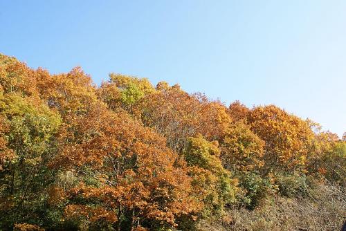 残り少ない紅葉時期を存分に楽しめます。