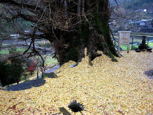 虎は死して皮を残しますが、この大イチョウが残すのは黄色い大絨毯。天気回りだとふんわりと30㎝くらい積もります。子どものころ、ここで相撲を取ったものです・・・。（2008年12月５日08:51撮影）