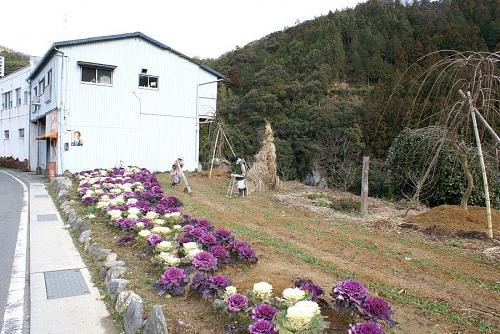 まず目に付くのは葉牡丹の畑。白い建物は松浦工業さんの倉庫