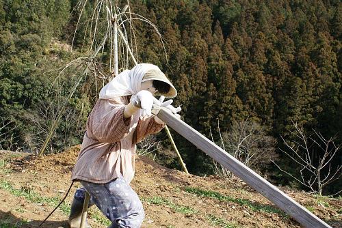 テンガ引き(畑を耕して畝などを作る道具)を女性