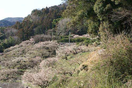 先週の陽気でほぼ満開状態です。