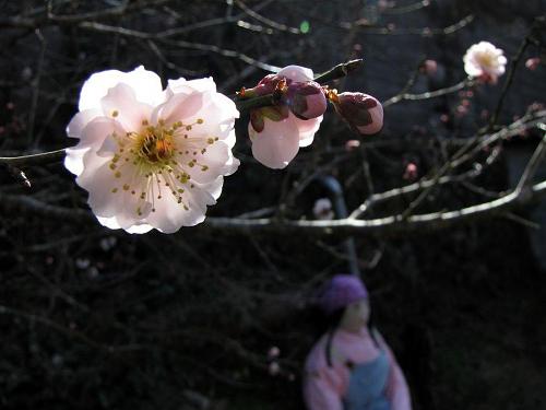 こんな感じで梅の花を眺める。他ではちょっと味わえない雰囲気。乙なものです。