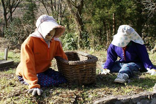 畑で草取りをする案山子