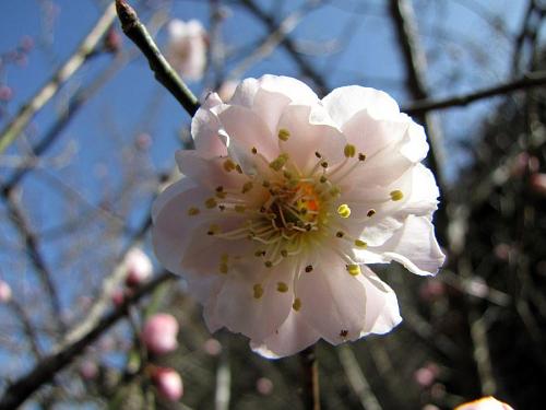 梅も感じているんでしょうね。神木の人たちの頑張りを！今まで以上に輝いているように見えます。