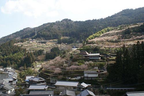 この梅まつり３月22日まで開催されます。