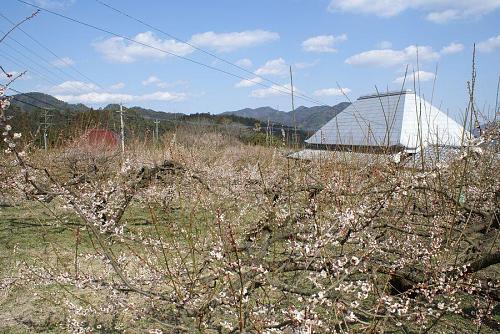 中峯近くの梅林。