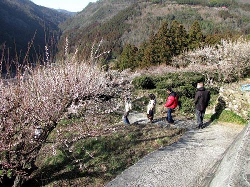 （５分咲き・２月21日午後３時撮影）