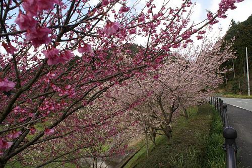 神山街道で一番早咲きのさくらです。