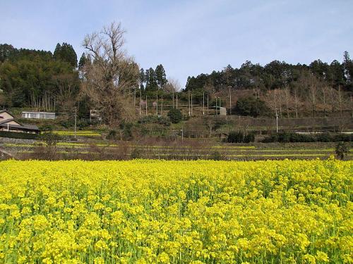 秋の主役の大イチョウ（左奥）。素っ裸では立つ瀬がないと、ばつ悪そうに雌伏鎮座中・・・（笑）