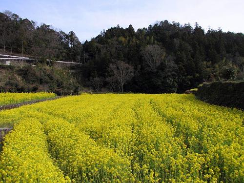 川向にあるこの田んぼ。肥料の具合かなんかで、特に見事！あたり一面、春の香りが満ち満ちています。