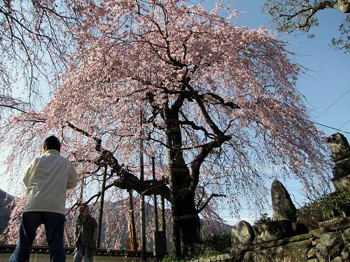 「西のしだれ」・・・７～８分咲き。（2009年３月21日09：21撮影）