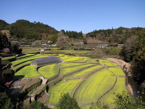 集落東側から見た菜の花畑　（2009年３月21日09:06撮影）