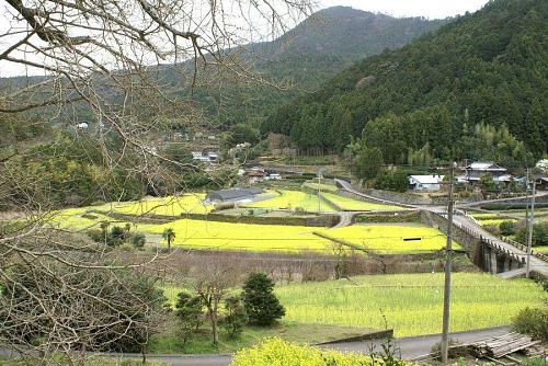 早渕君が紹介していた大久保の菜の花畑。