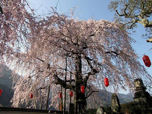 「西のしだれ」満開です。2009年３月24日08：28撮影