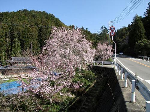 国道438号沿い（神領字東青井夫）　2009年３月24日09：23撮影