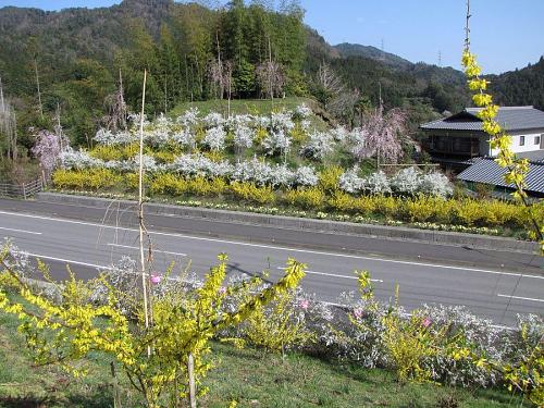 スイセン、レンギョウ、ユキヤナギが、しだれ桜と乱舞！（鬼籠野字西分）　2009年３月24日09：14撮影