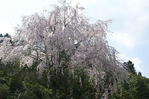 前野先生のお宅のしだれざくらです。