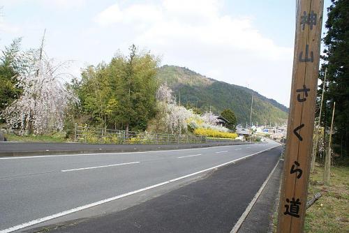 「神山さくら会」、実に夢のある取り組みです。