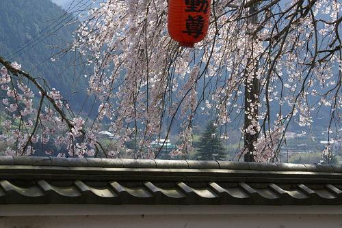 明王寺のしだれ桜