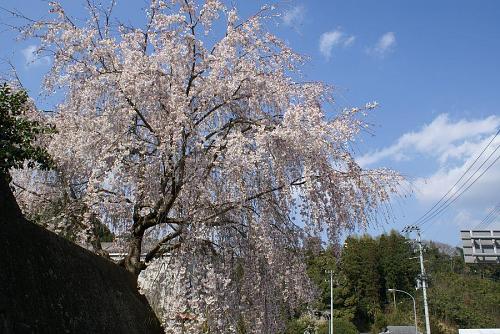 オロノ天理教横の桜。