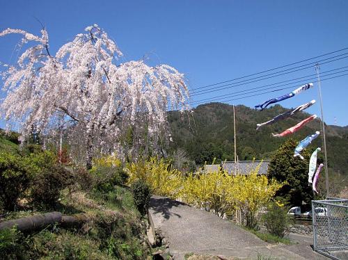 鬼籠野・神山さくら道（2009年３月30日11：15撮影）