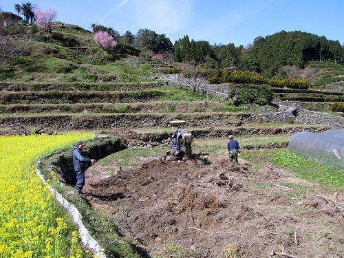 棚田再生２号地。樹齢十年を超える杉の木十数本が伐採され、小型バックホウで抜根作業中。