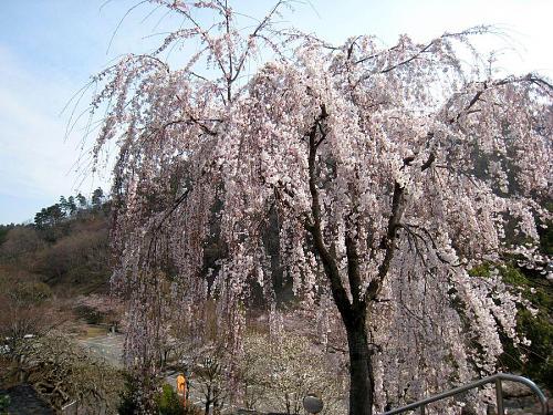 2009年４月１日10:06撮影