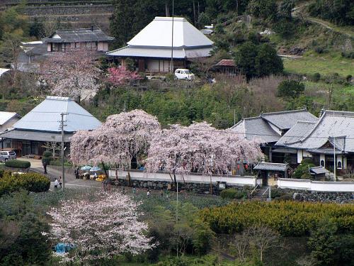 「明王寺しだれ桜遠景」2009年３月28日14：33撮影