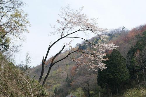 新童学寺のトンネルを抜けたところの山桜