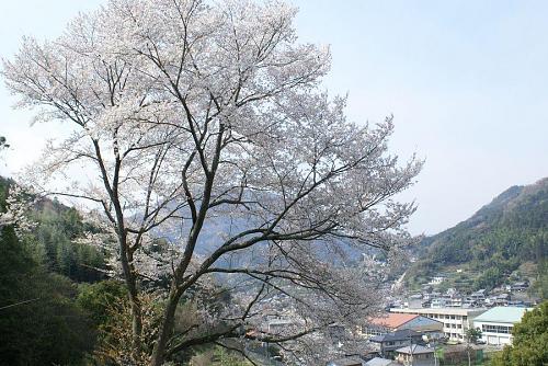 広野保育所の上にあるさくら