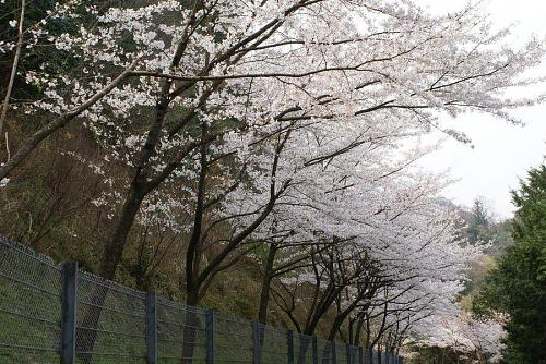 神山森林公園に向かう道筋の桜並木