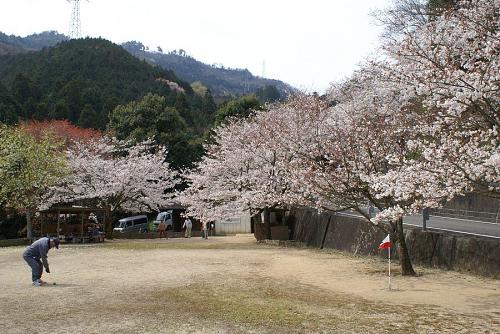 ゲートボール場の桜