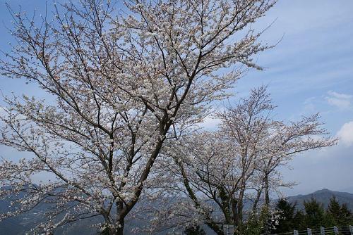 登るにつれいろんな種類の桜に出会えます。