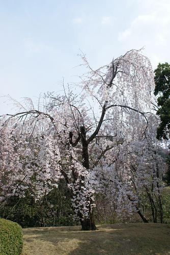 森林公園頂上の駐車場にあるしだれざくら