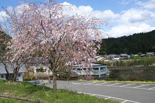 神山温泉付近の桜も今が見ごろです。