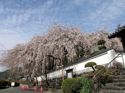 ｢東のしだれ｣　風や雨が少し心配な状態です。　2009年４月３日（金）09:18撮影