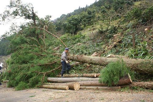 南斜面の杉やヒノキの大木の切り倒し作業。