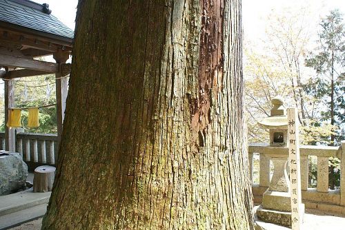 神山の銘木の一つ左手ノ宮の大杉