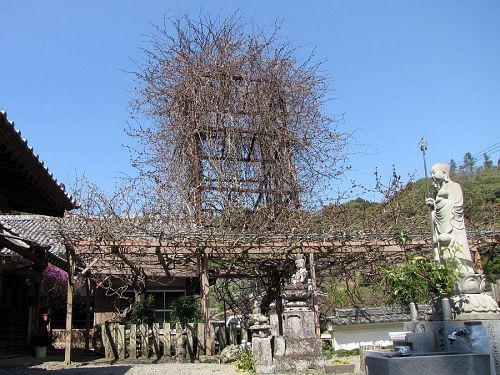 まだまだ冬の佇まい・・・。あと10日ほどで、開花するとは到底思えないのですが？　（2009年４月９日10:14撮影）