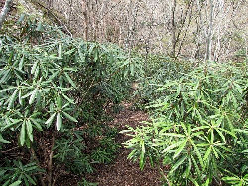 標準的なものは例年、５月初旬に開花します。（2009年４月13日11:33撮影）