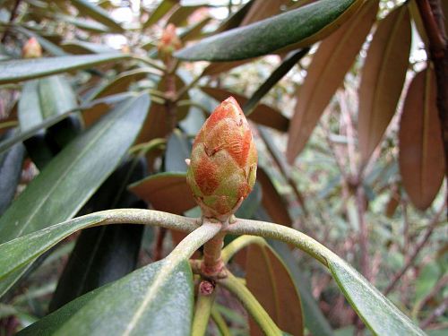 現在はこんな状態ですが、開花は例年より早まりそうな気配です。（2009年４月13日11:32撮影）