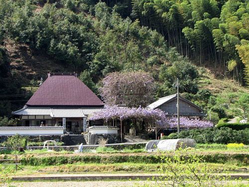 遠目にも、開花が確認できるようになりました。（撮影：2009年４月18日10：19）