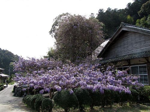 西側の藤。「のぼり藤」より一週間ほど早く開花します。（撮影：2009年４月18日09：19）