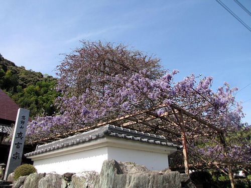 のぼり藤。低層部から開花が始まり、だんだんと天へと昇ります。（撮影：2009年４月18日09：03）