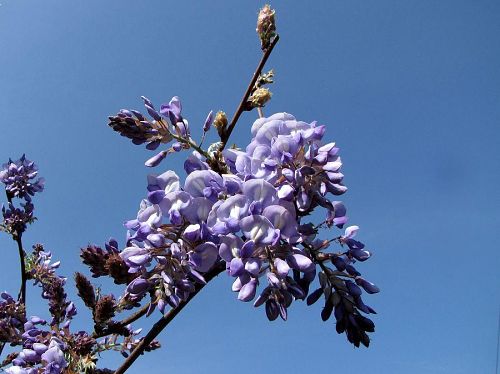 「のぼり藤」の花房の近景。２、３分といったところか？薄緑の葉が出てきた頃が一番美しいらしい。（撮影：2009年４月18日09：01）