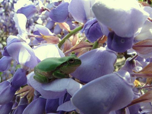 藤のフローラル・ベッドの上で佇むアマガエル。至福の候・・・。(2009年４月18日09：35撮影）