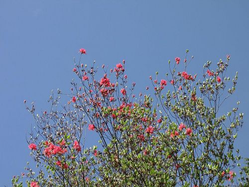 咲き始めたピンクのミツバツツジ。自然の生け花の感があります。爽やか・・・！（2009年４月22日10：41撮影）