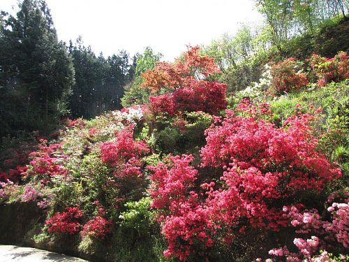 日当たりの関係でしょうか？入り口付近の開花がいくぶん早いようです。（2009年４月22日10：42撮影）